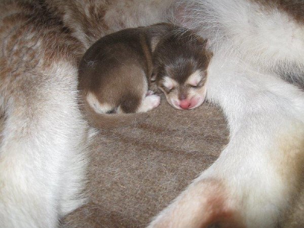 Y-Wurf 24.10.2014 006